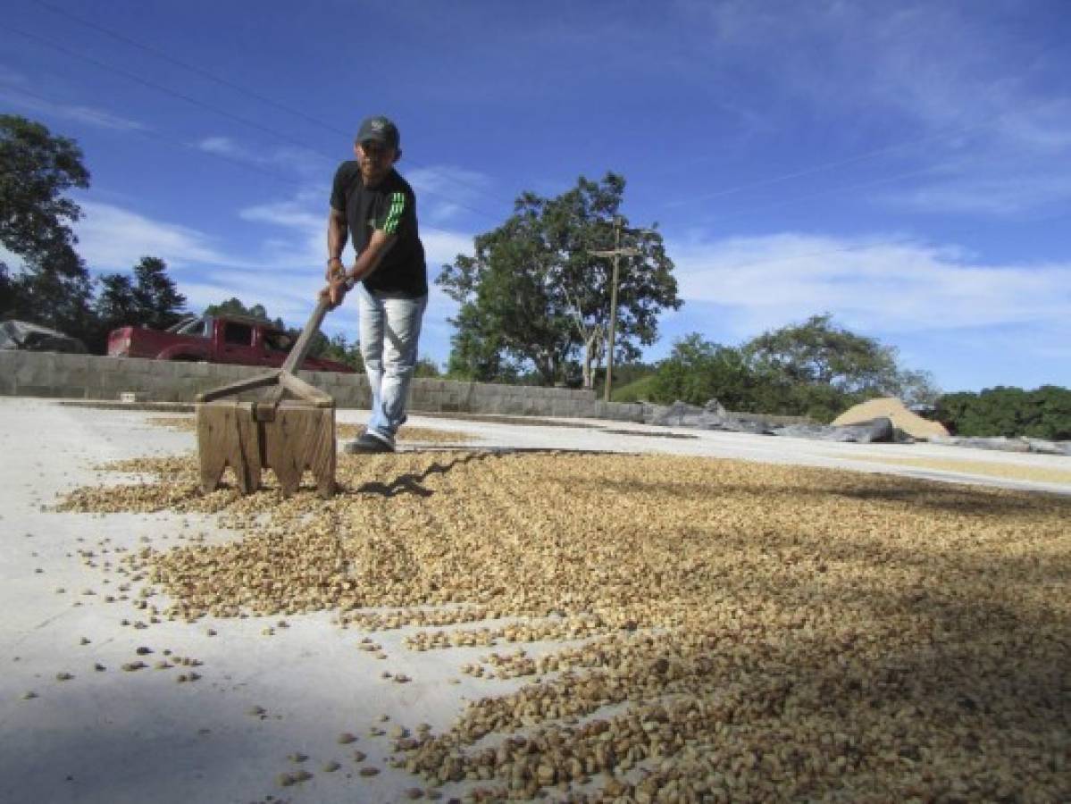 Honduras: Caficultores confían en alcanzar ventas récord del grano aromático