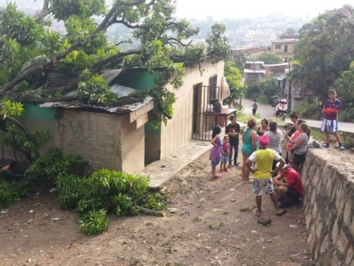 Árbol cae sobre una casa en el barrio La Soledad de la capital de Honduras