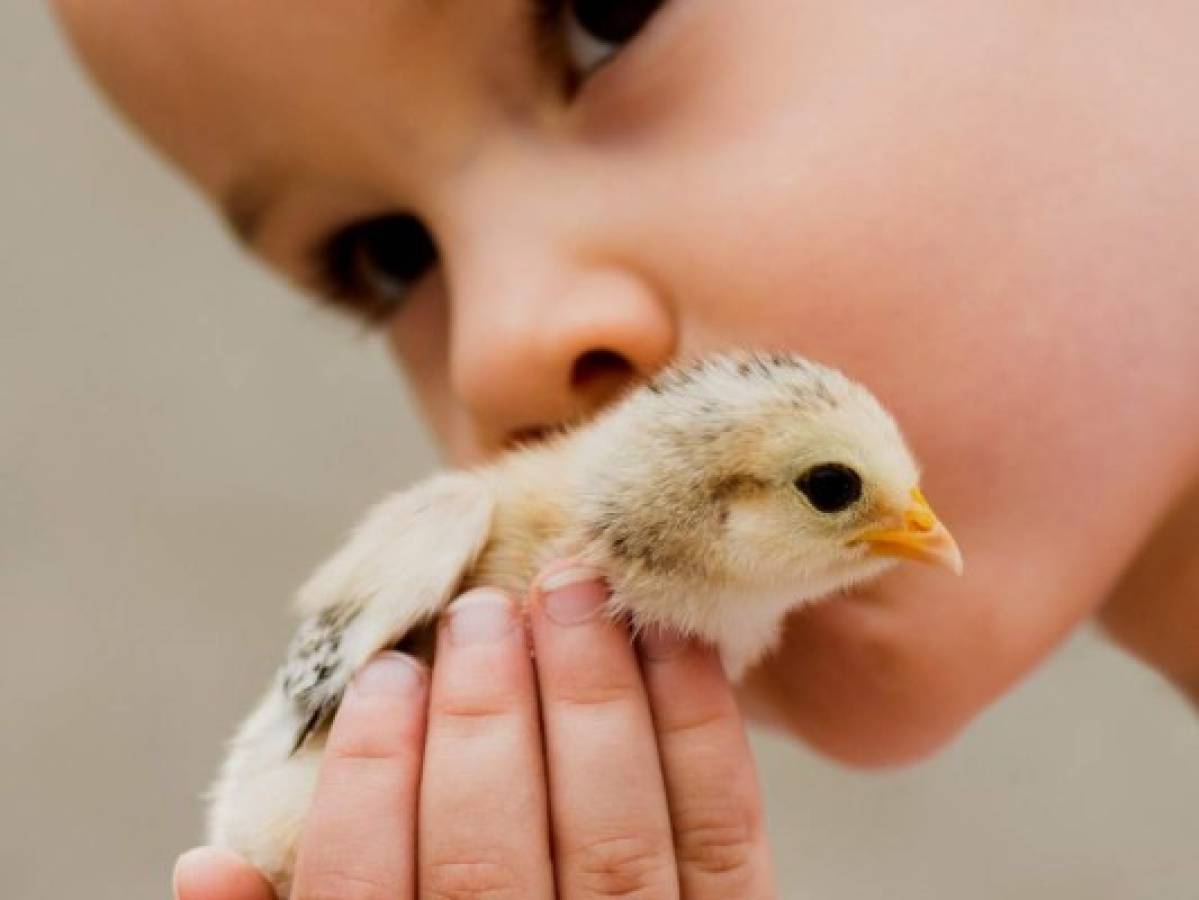 ¡No besen a los pollos! La advertencia sanitaria en EEUU