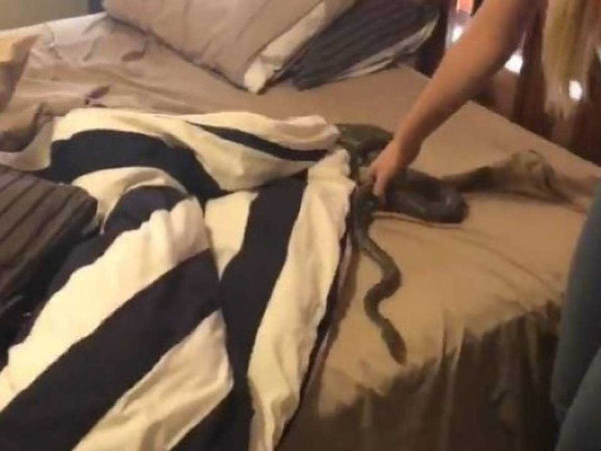 Viral: Mujer halla enorme serpiente en la cama de su hija