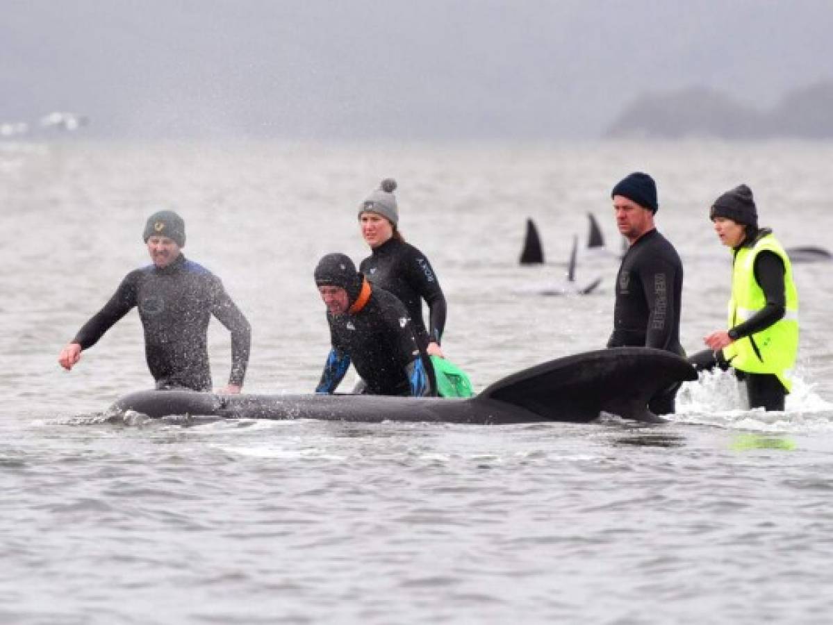 Rescatan a 88 ballenas varadas en Australia