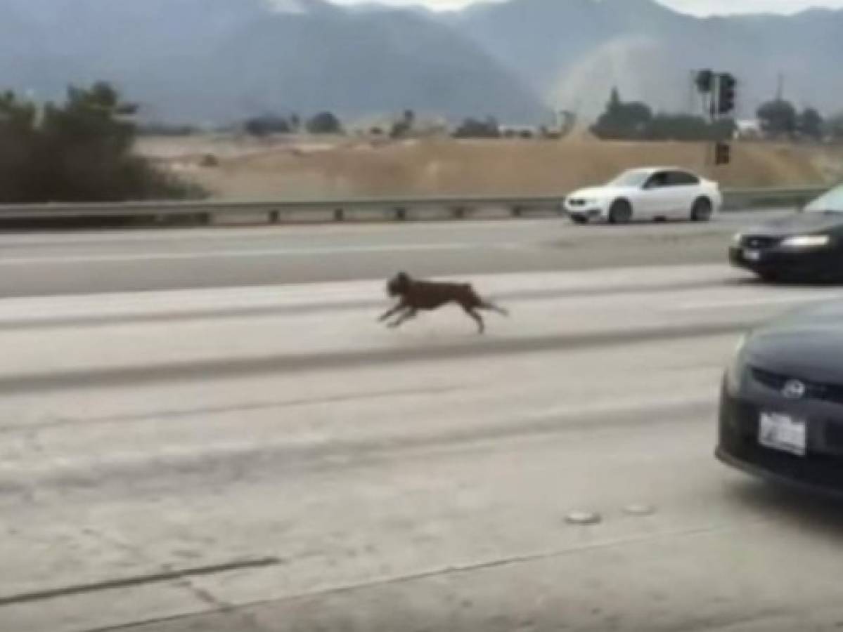 Usan peluche para sacar a perro que corría en carretera 