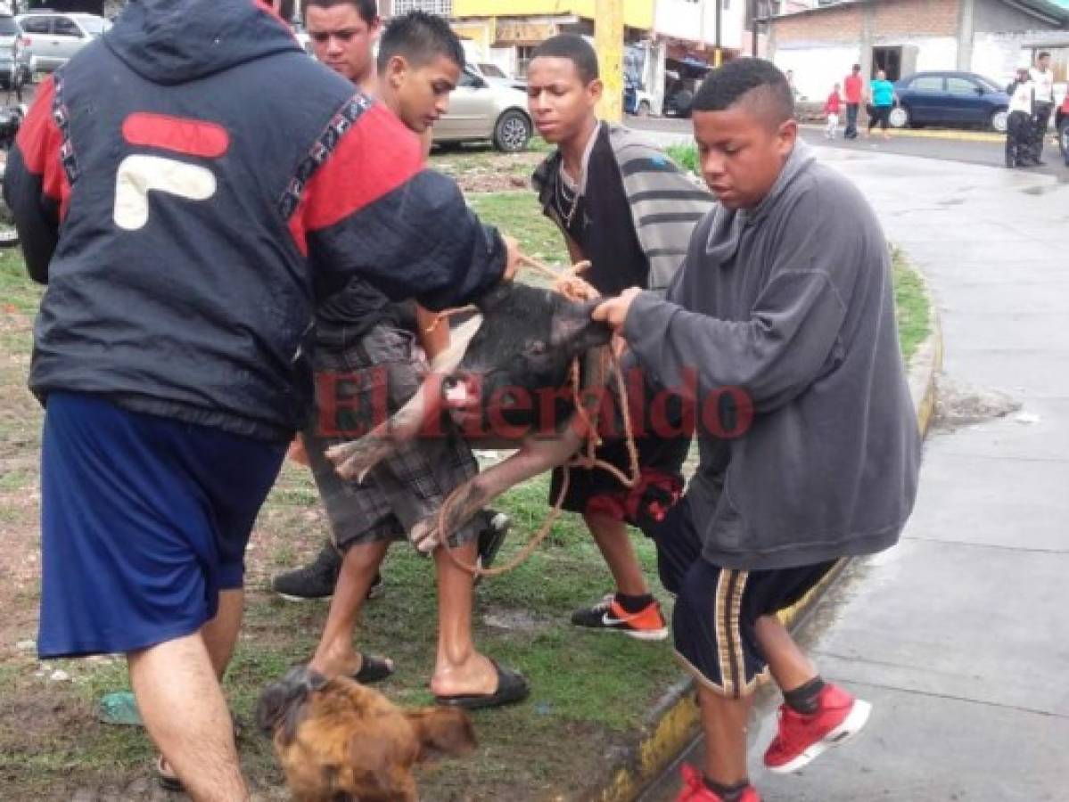 Hondureños rescatan a sus animales de la fuerte corriente del río Choluteca