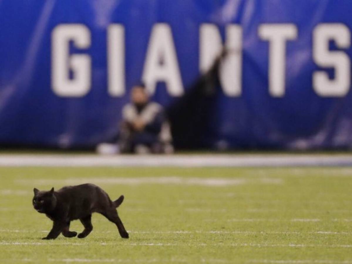 Gato que robó reflectores en MetLife Stadium sigue suelto 