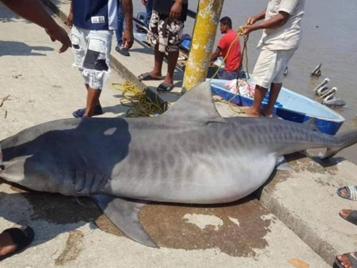 Hallan sin vida a tiburón tigre en la playa de Puerto Cortés