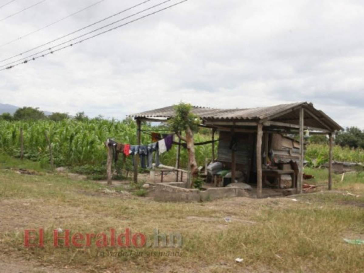 Paralizada investigación agrícola en el CEDA por grupo de invasores en Comayagua