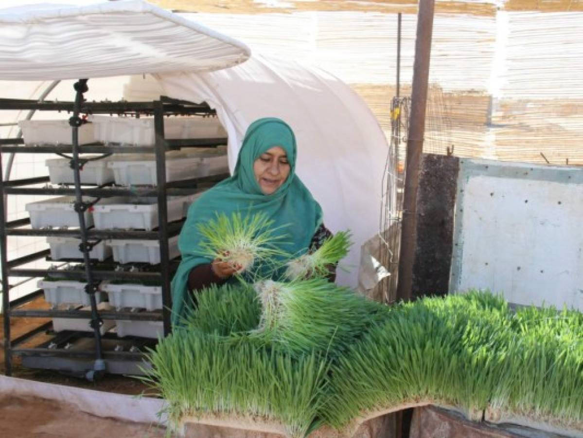 Argelia: Cultivando alimentos en el desierto del Sahara