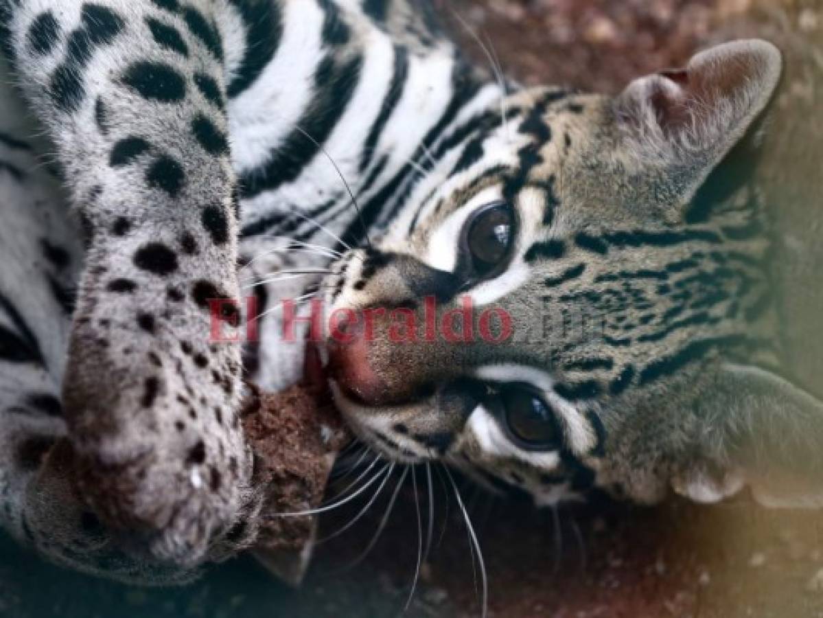 Recorriendo el Rosy Walther: Gurín, el ocelote experto en marcar territorio