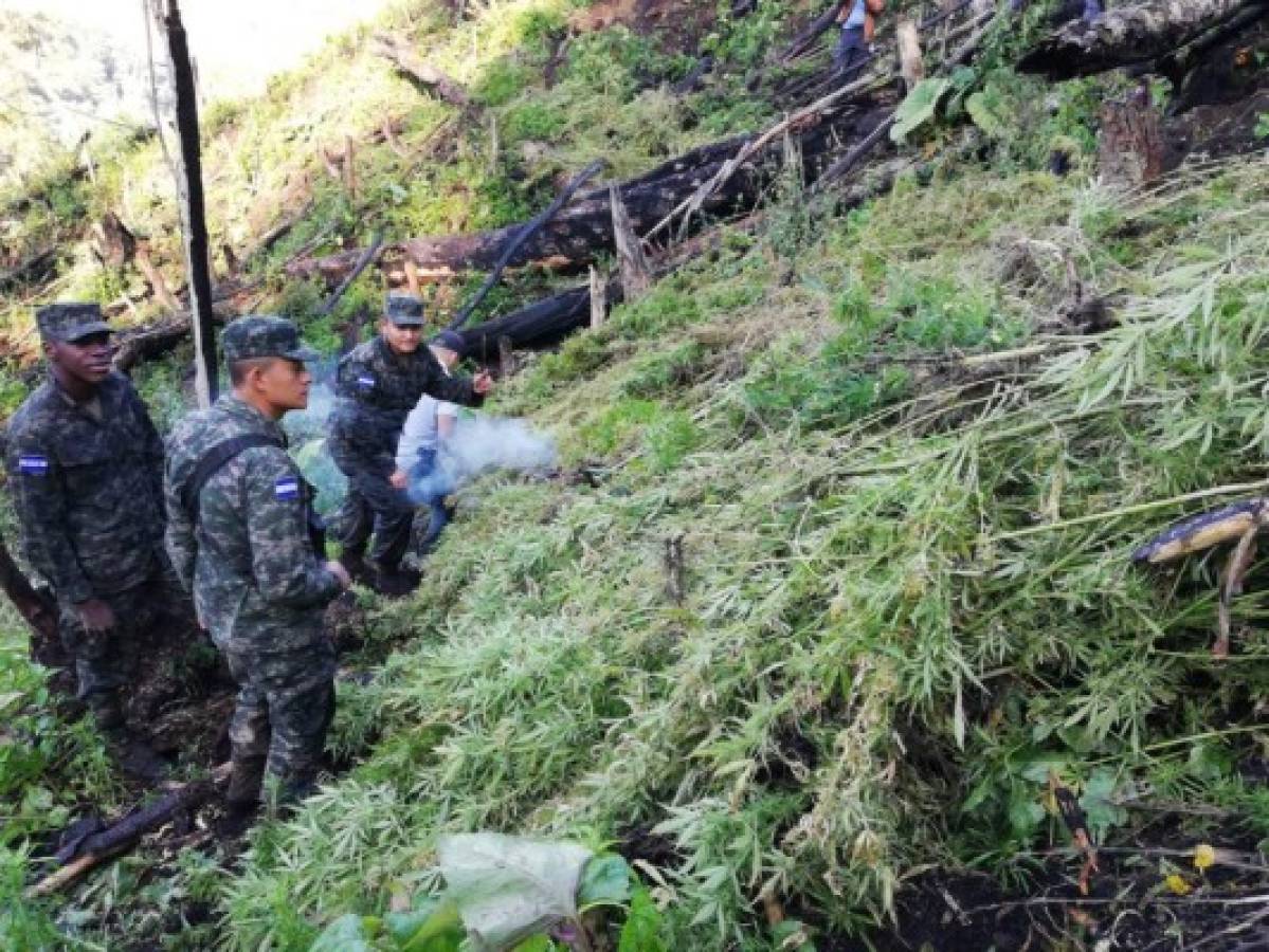 Fusina decomisa 50,000 plantas de marihuana en Olancho