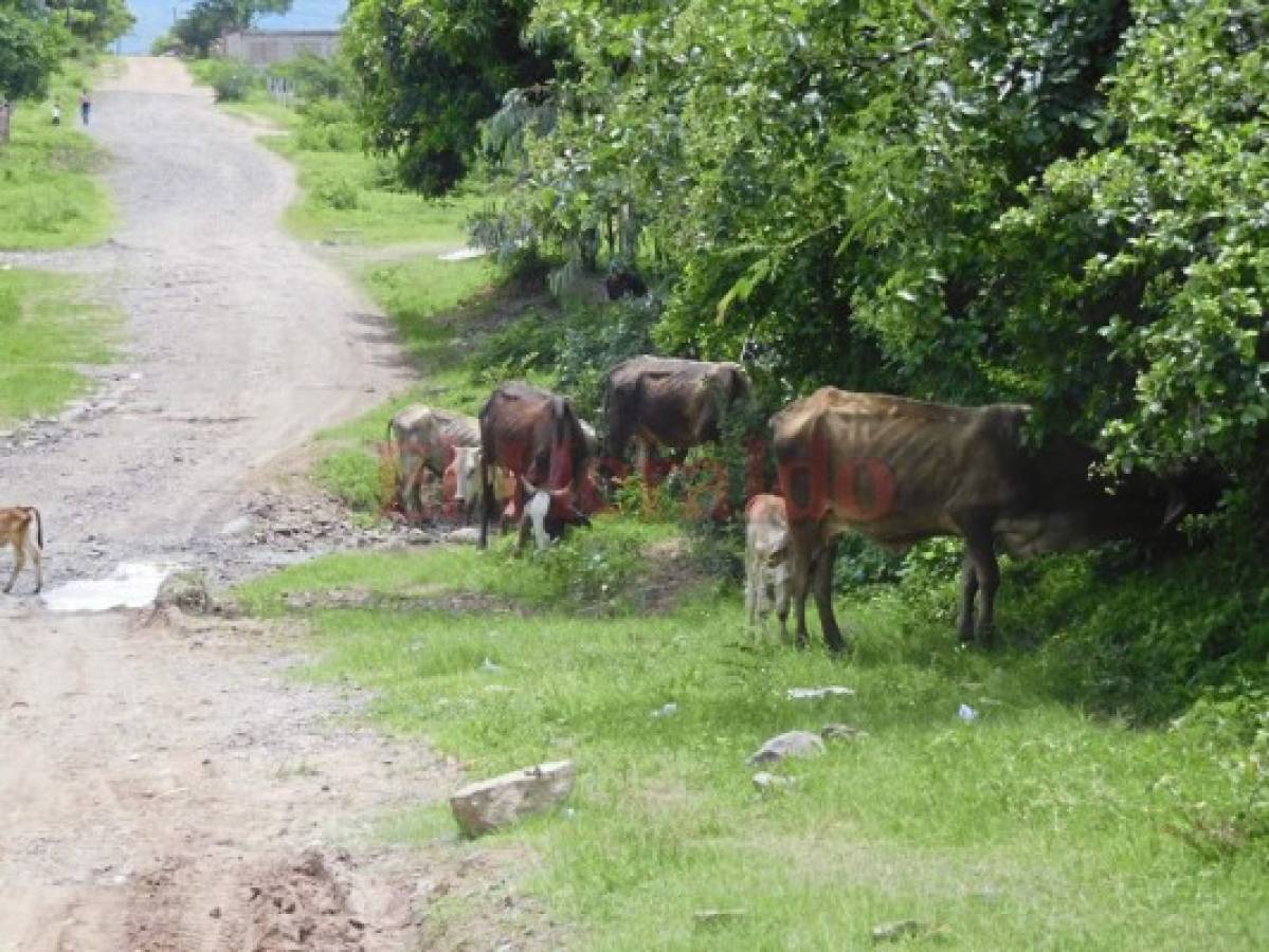 Aceptable producción de granos básicos reporta Choluteca y Valle