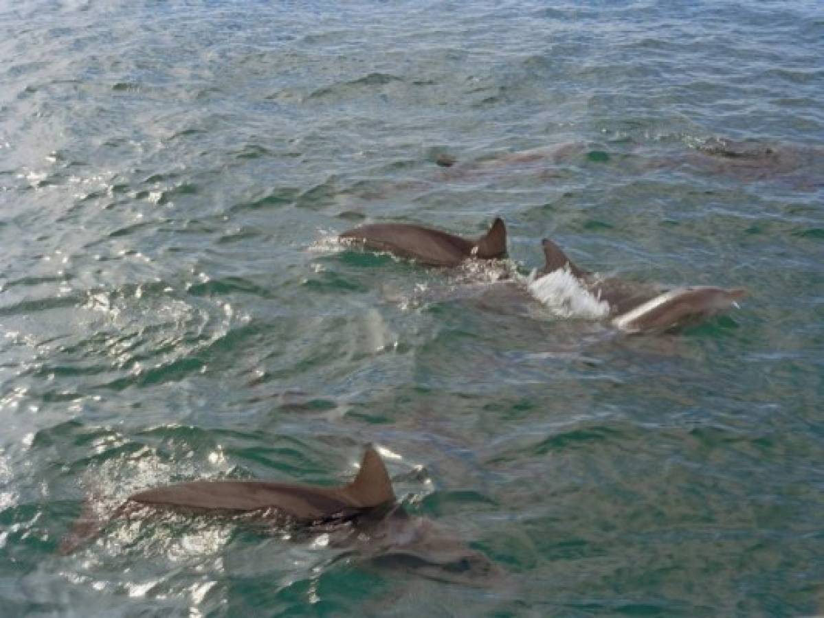Unos 60 delfines mueren encallados en las playas de Ghana  
