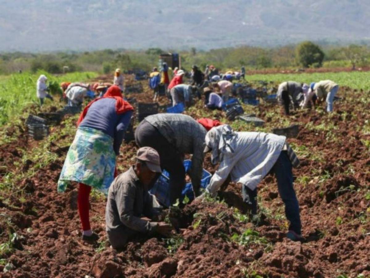 Prevén que cosecha en Honduras será de 17.8 millones de quintales de granos