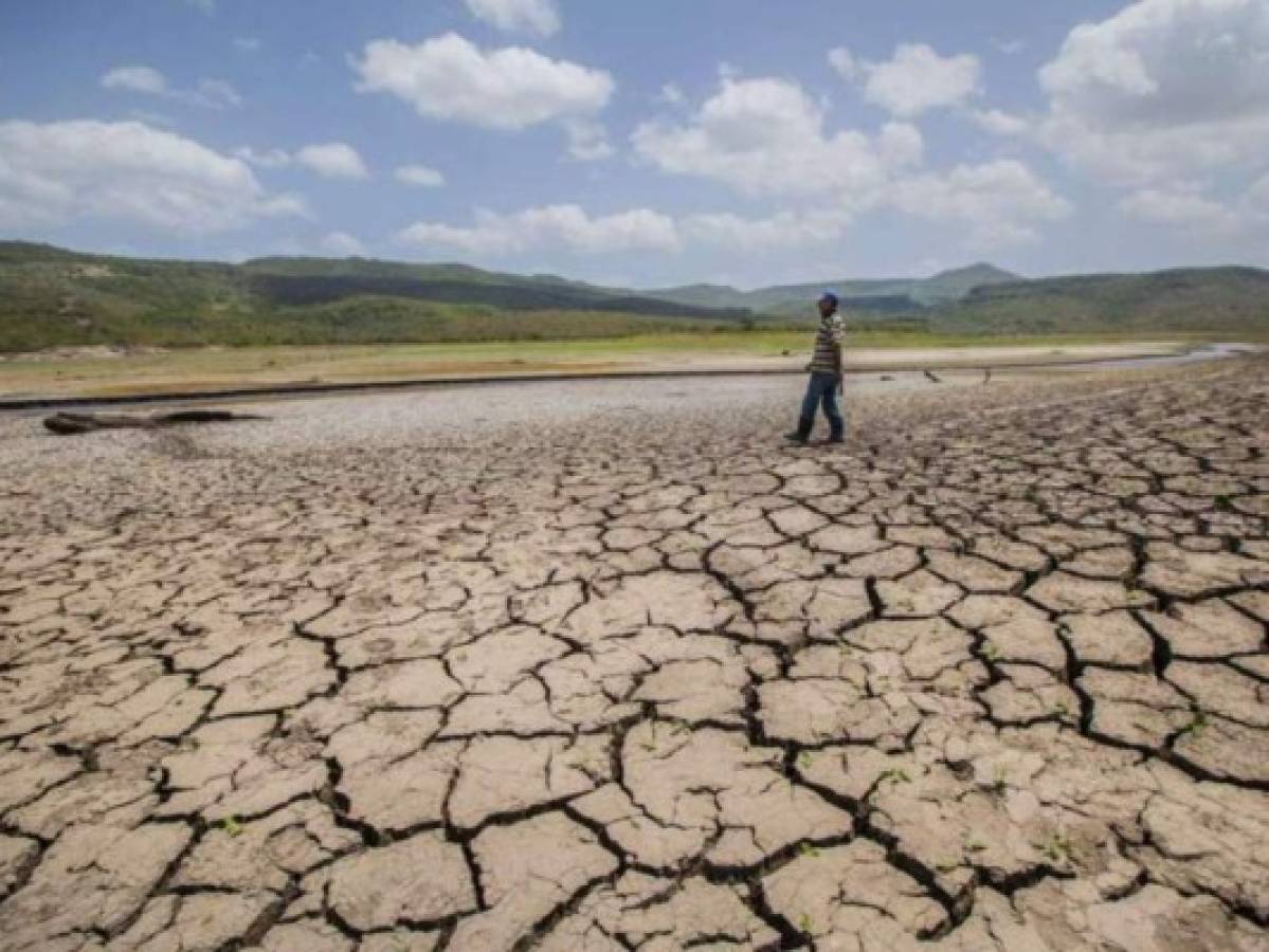 Advierten de aumento de plagas en Centroamérica por sequía
