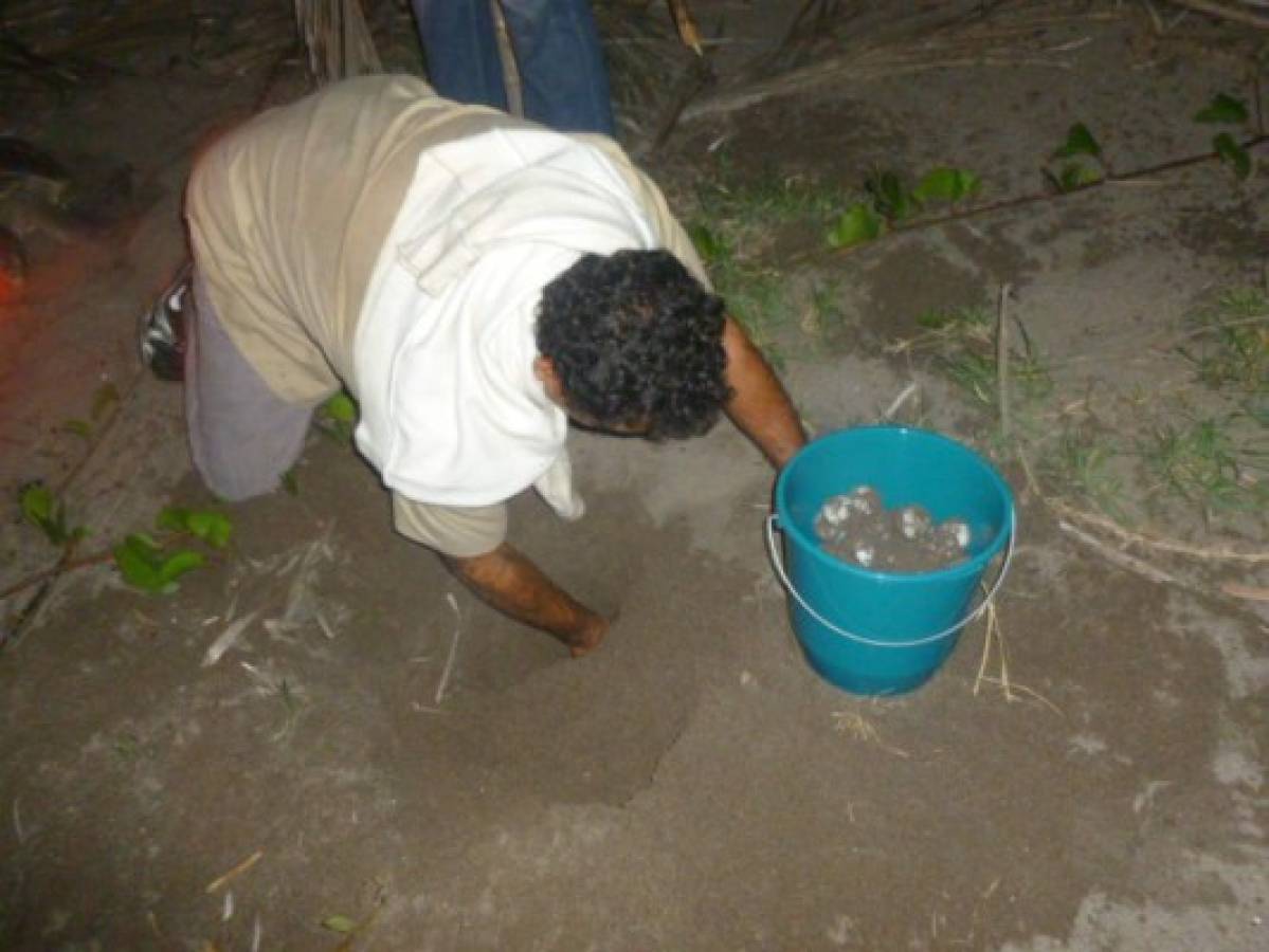 Inicia veda para capturar huevos de tortuga en el sur