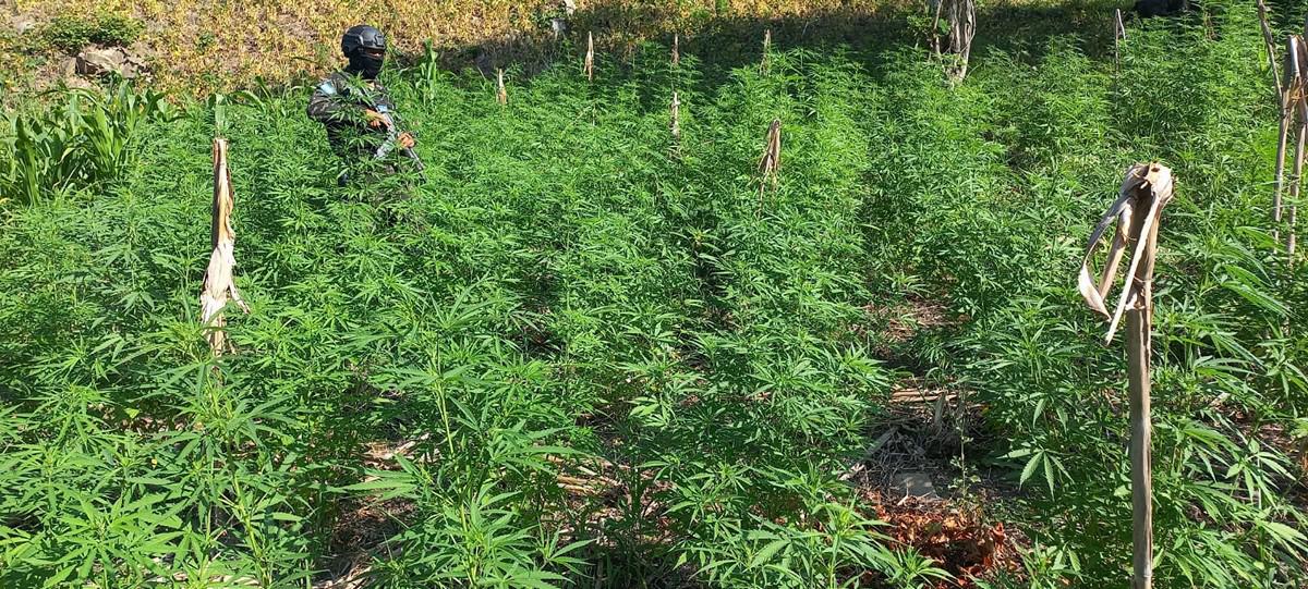 Aseguran casi medio millón de arbustos de cocaína en Olancho y Colón