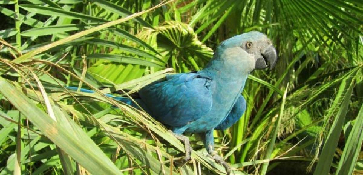 Declaran extinto al guacamayo azul que inspiró la película Río; la deforestación acabó con él