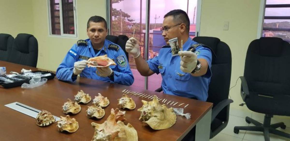 Vendedores estafaban a turistas con cigarrillos de estiércol de vaca en Roatán