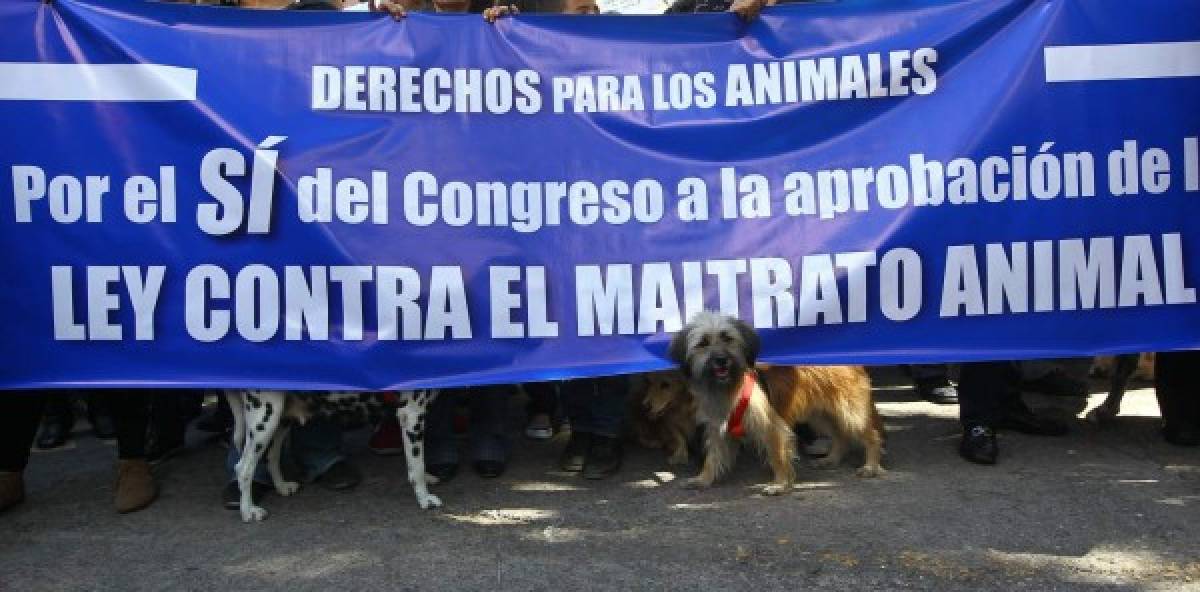 Protección animal, un clamor más allá de la coyuntura