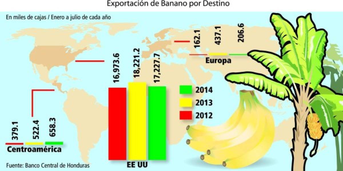 Exportación de banano hondureño cae en 5.41%