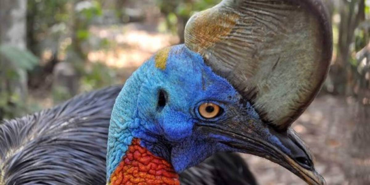 Así es el casuario, el pájaro gigante que mató a su dueño en Estados Unidos