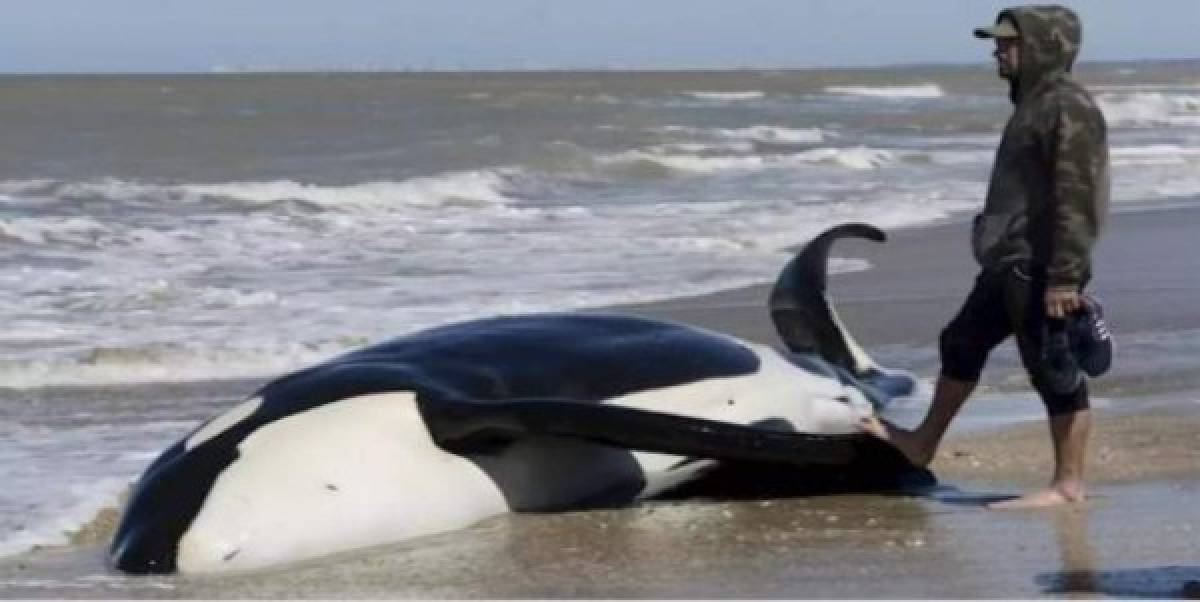 FOTOS: El impresionante rescate de 6 orcas varadas en Mar Chiquita