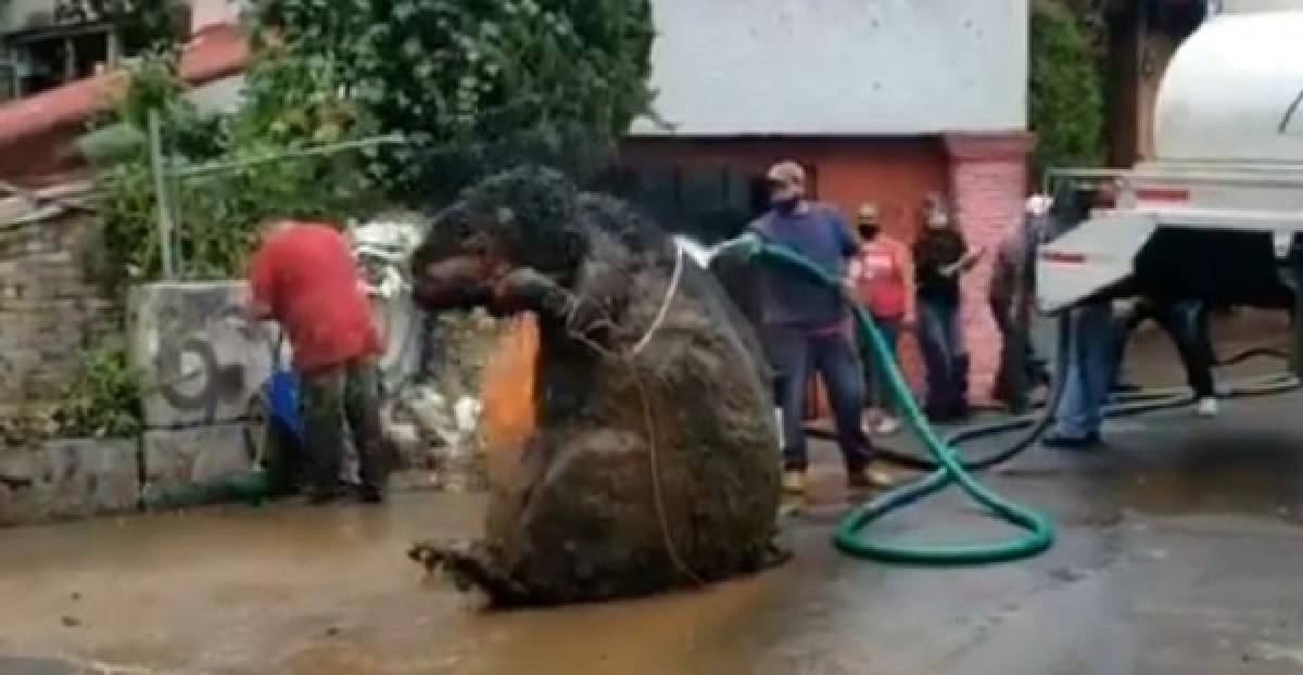 La polémica detrás del disfraz de rata gigante que tapó drenaje