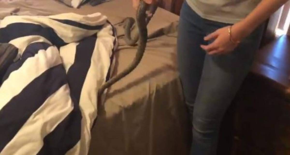 Viral: Mujer halla enorme serpiente en la cama de su hija