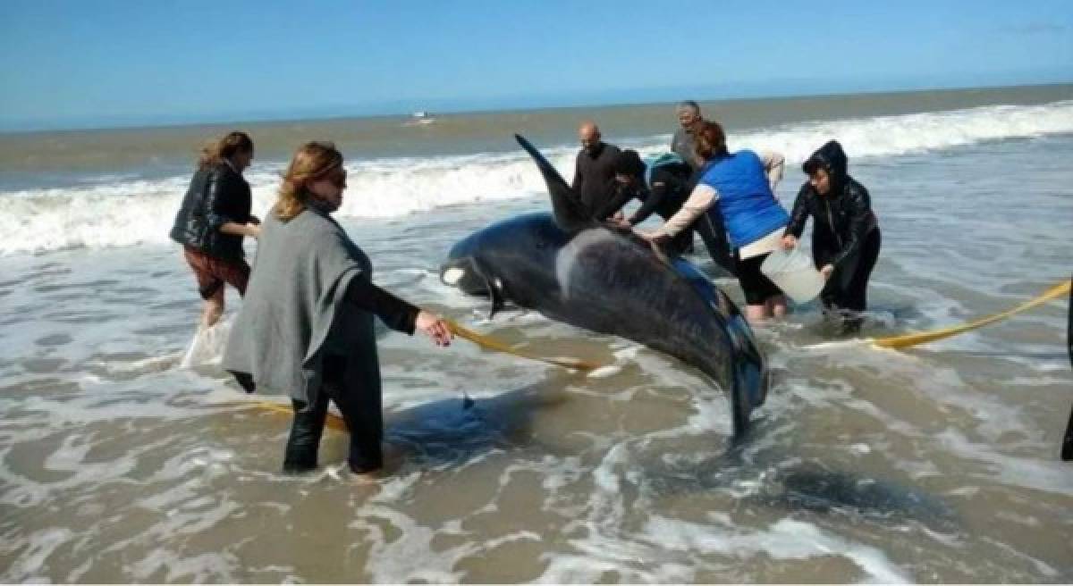 FOTOS: El impresionante rescate de 6 orcas varadas en Mar Chiquita