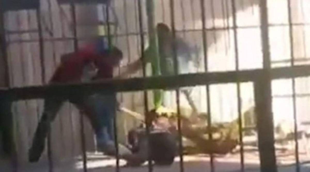 Video: Un león atacó a su domador durante un espectáculo en un circo