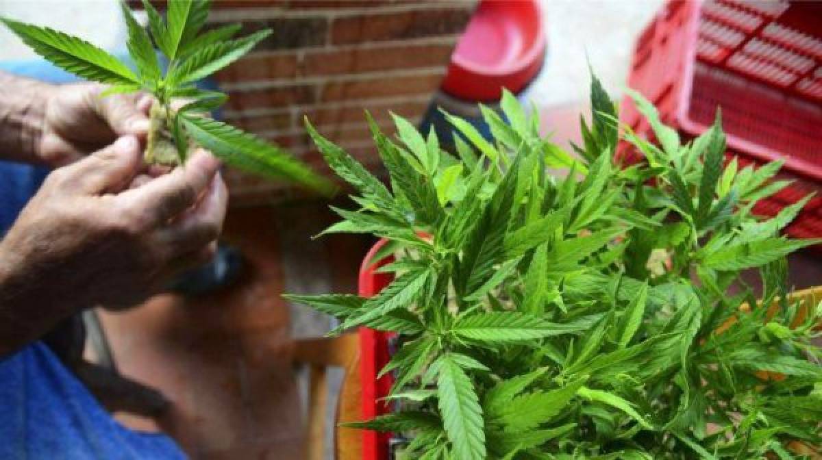 Brasil aprueba el primer medicamento a base de marihuana