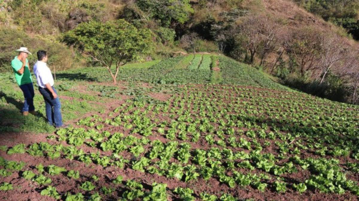 Productores de hortalizas en la capital reciben apoyo