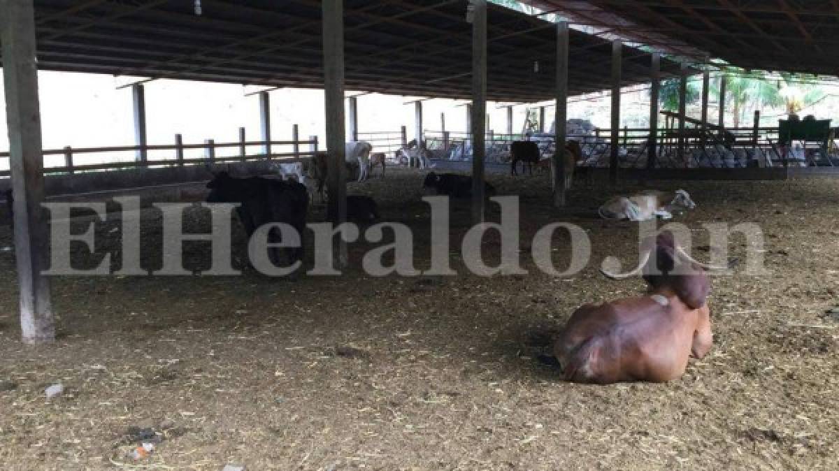 Fotos: Lujos, camionetas y ganado hallan en aseguramiento de bienes a presuntos socios del narco 'El Rojo'