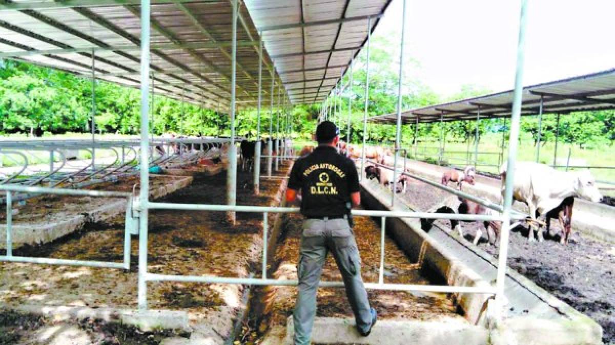 Exclusiva: Capitalinos se comieron vacas robadas de la hacienda de Matta Waldurraga