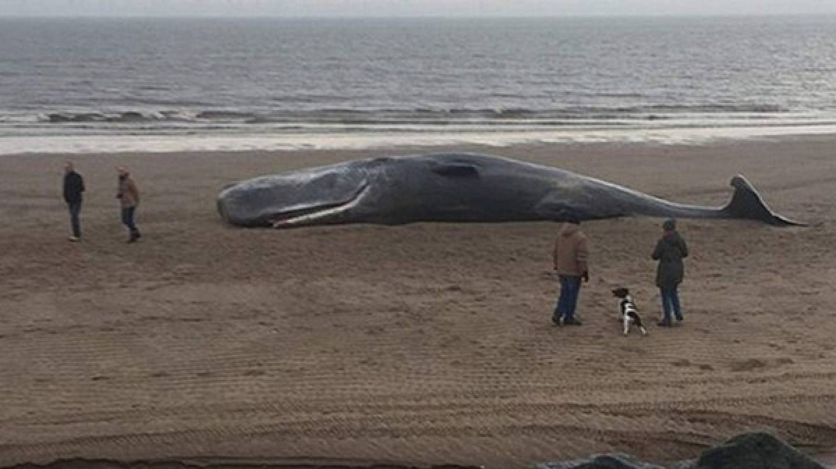Cuatro ballenas muertas quedan varadas en playa de Inglaterra