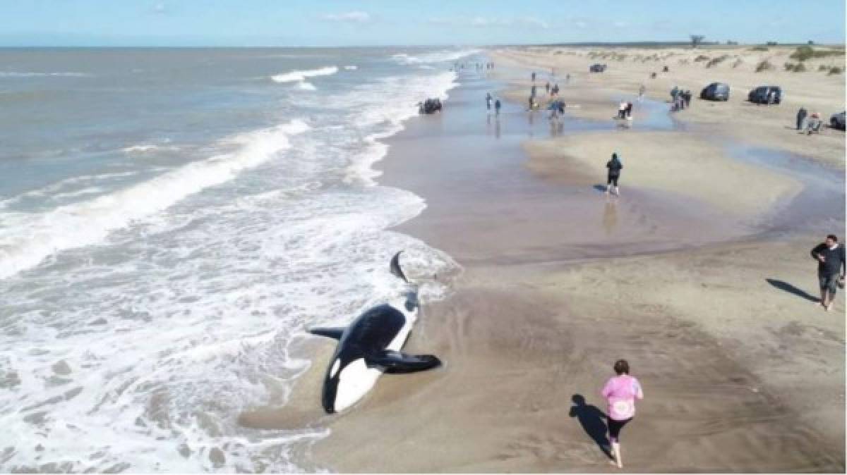 FOTOS: El impresionante rescate de 6 orcas varadas en Mar Chiquita