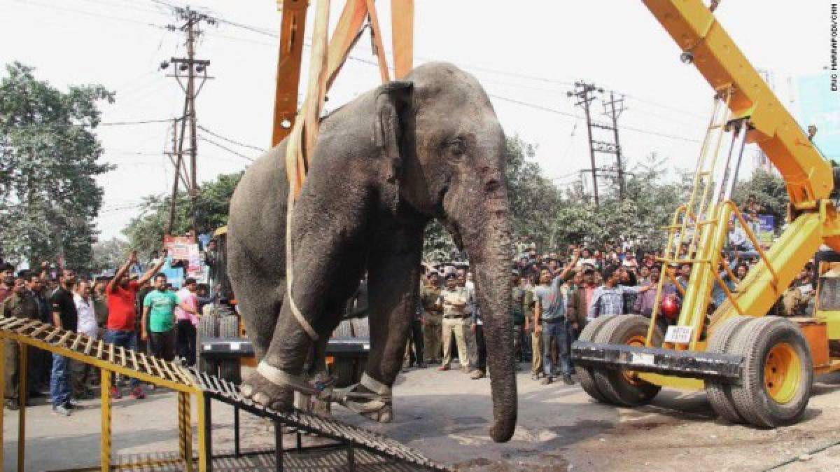 Elefante salvaje destruye pequeño pueblo de La India