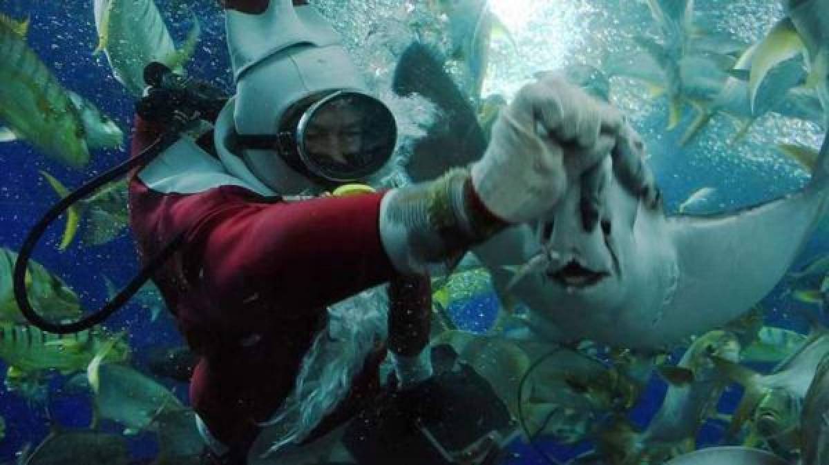 Submarinista muere al ser atacado por una raya en pleno acuario