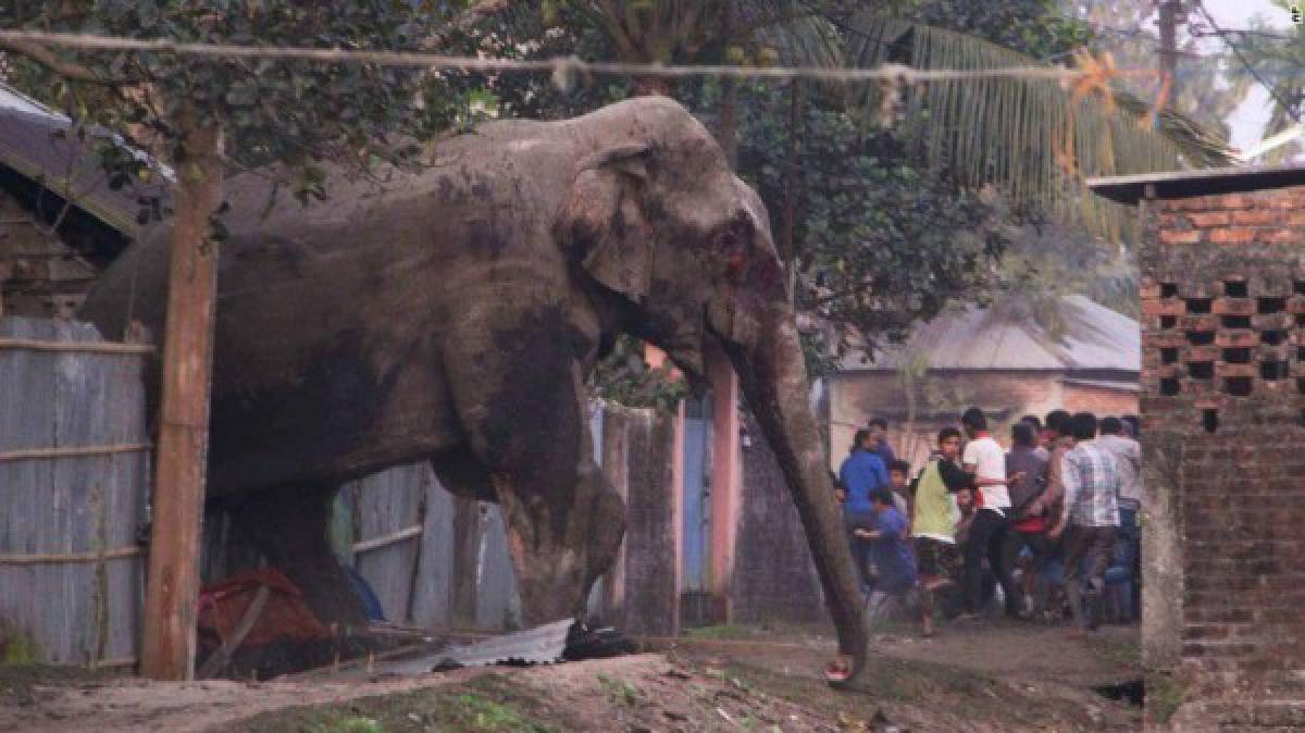 Elefante salvaje destruye pequeño pueblo de La India