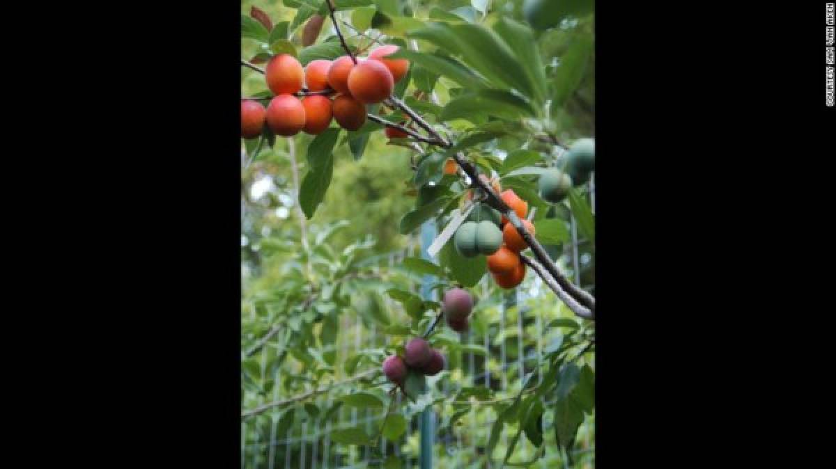 Árbol de 40 tipos de frutas