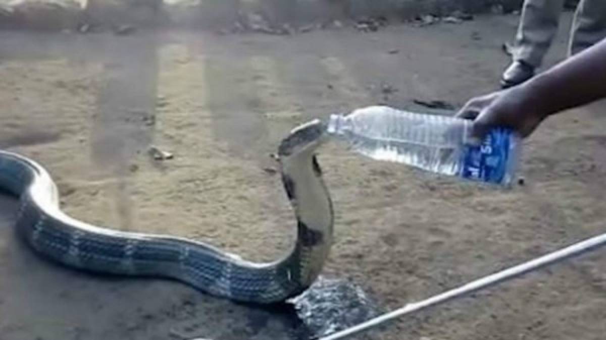 Increíble: Enorme cobra bebe agua de botella que le da un poblador de la India