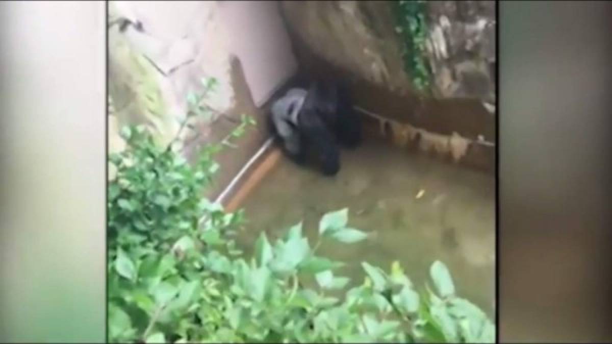 Sacrifican a gorila en zoo de Ohio para proteger a un niño