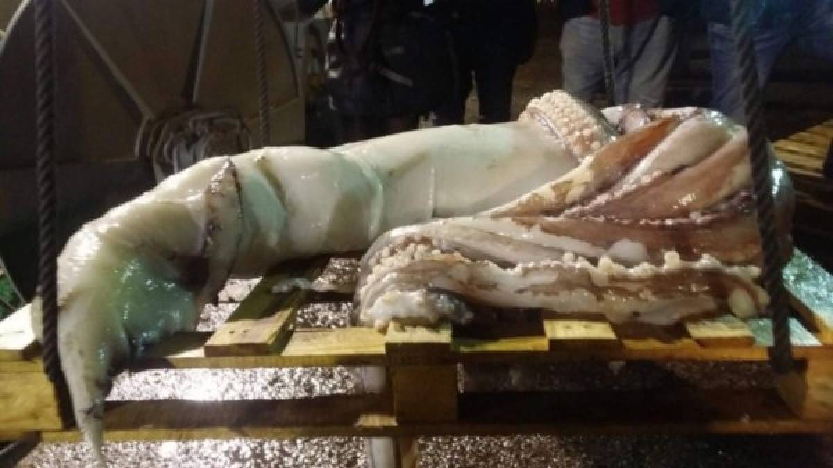 Hallan calamar gigante en España
