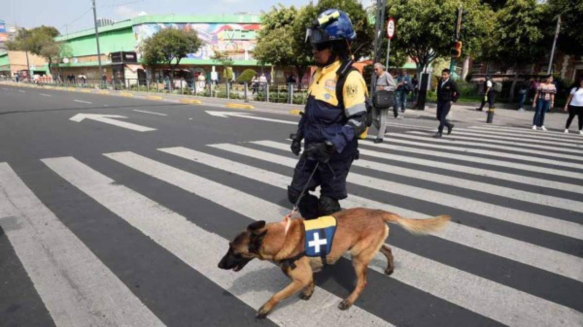 Conoce a los perros detrás del rescate de sobrevivientes en México