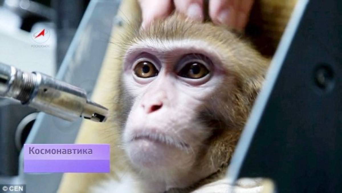 Rusia entrena monos para enviarlos a Marte en 2017
