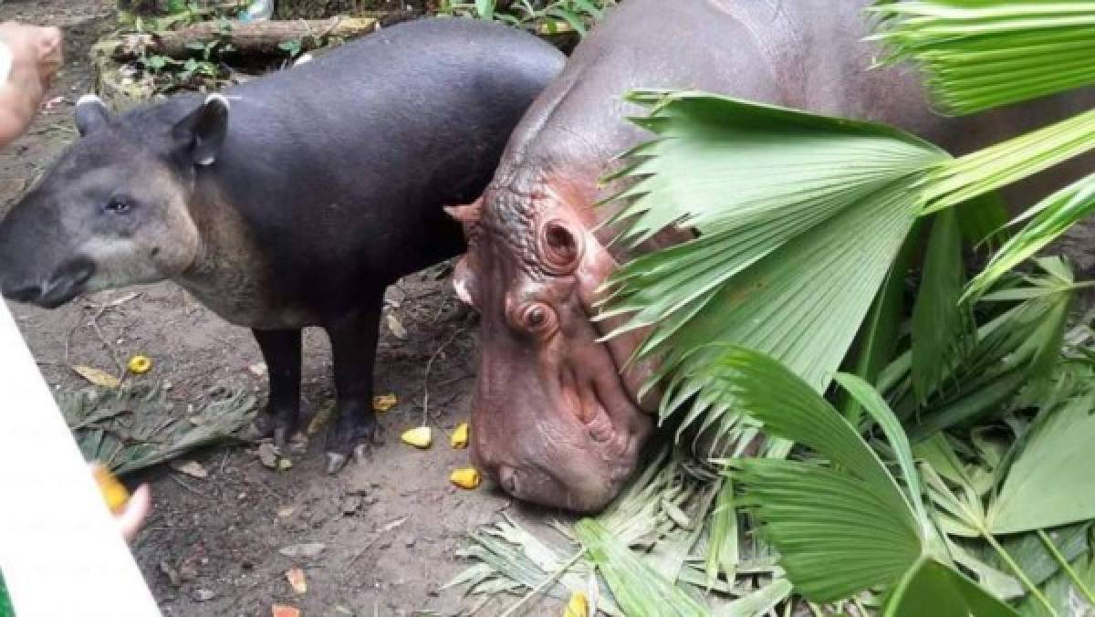 Decomisan animales en el parque San Ignacio en Omoa