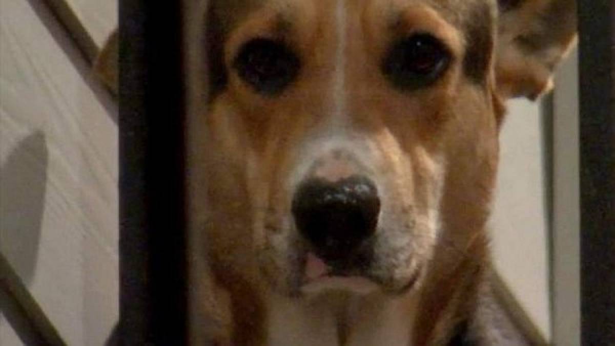 Un perro espera a su dueño por semanas sin darse cuenta que este ya había muerto