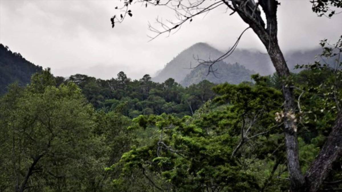 Ciudad Jaraguá comprometida con el medio ambiente