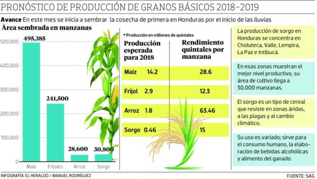 Almacenados 92,000 quintales de sorgo por falta de compradores en Honduras