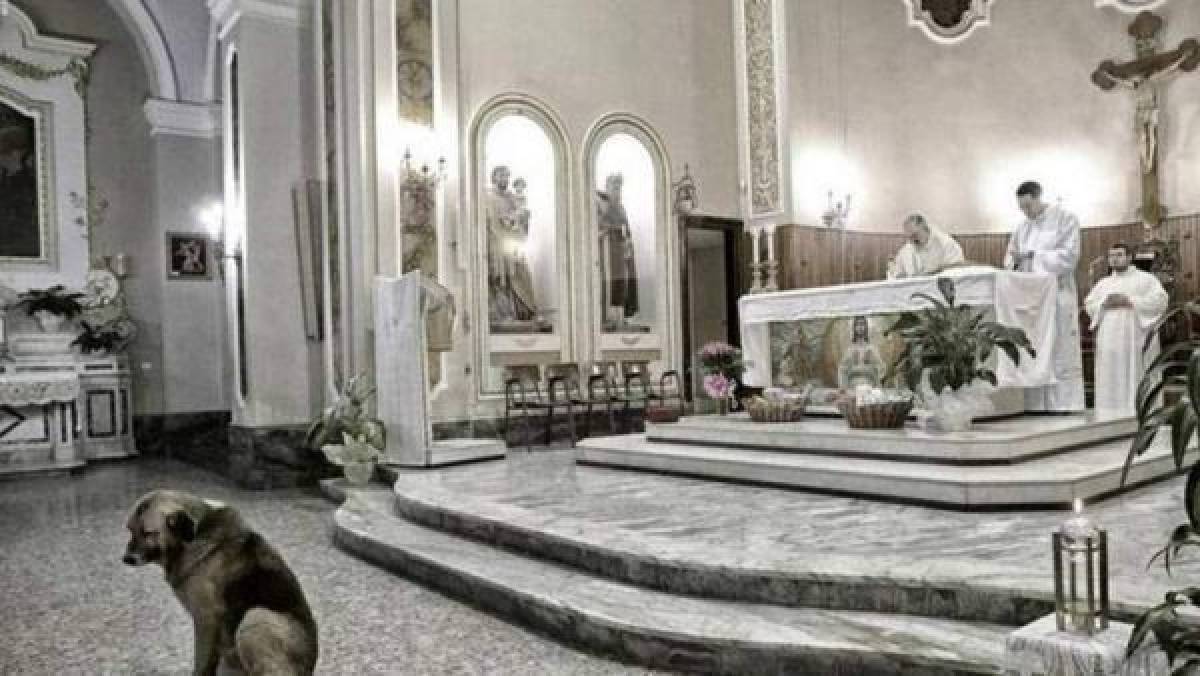 Ciccio, el perro que esperaba en la iglesia a su dueña fallecida