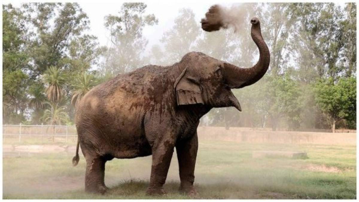 Elefanta mata a una niña de una pedrada